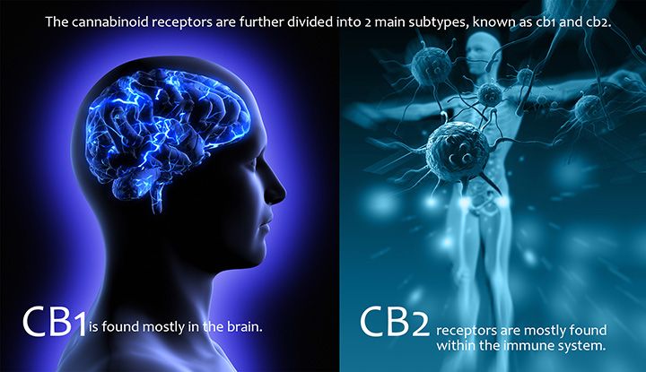 Endocannabinoid chemical signals affect similar brain and immune receptor cells (CB-1 and CB-2)