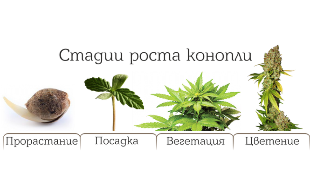 Cannabis Growth Stages