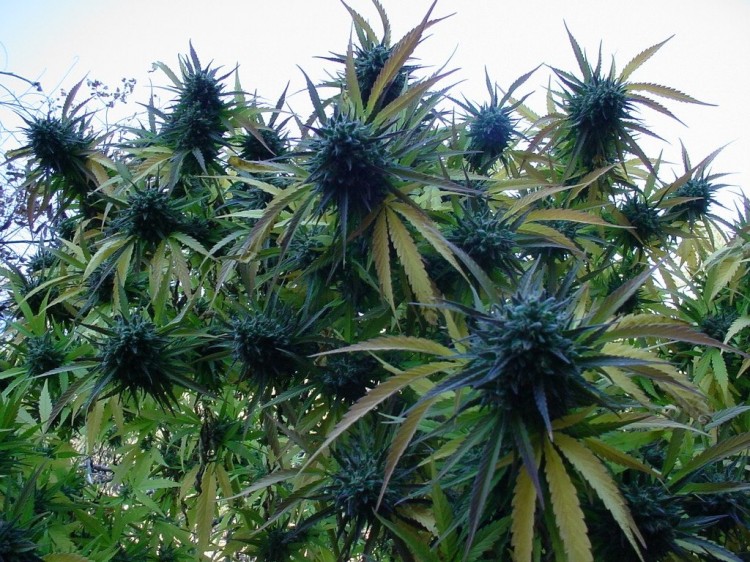 cannabis bloom